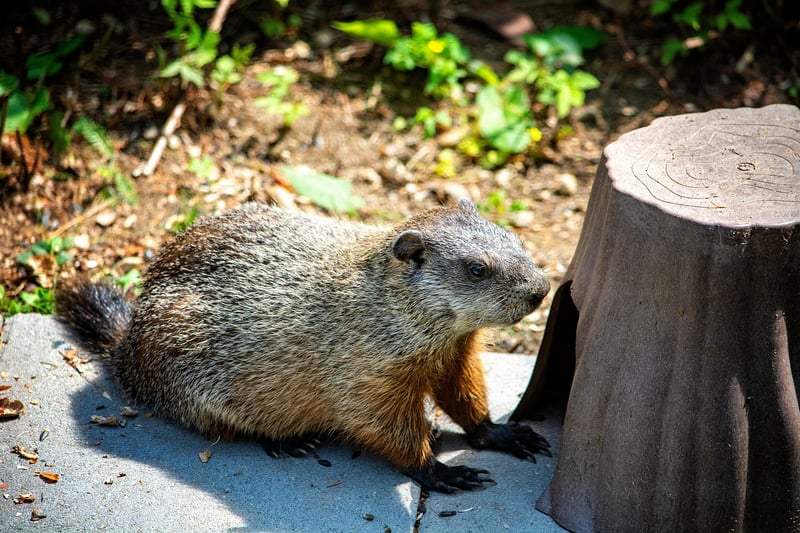 Groundhog Day