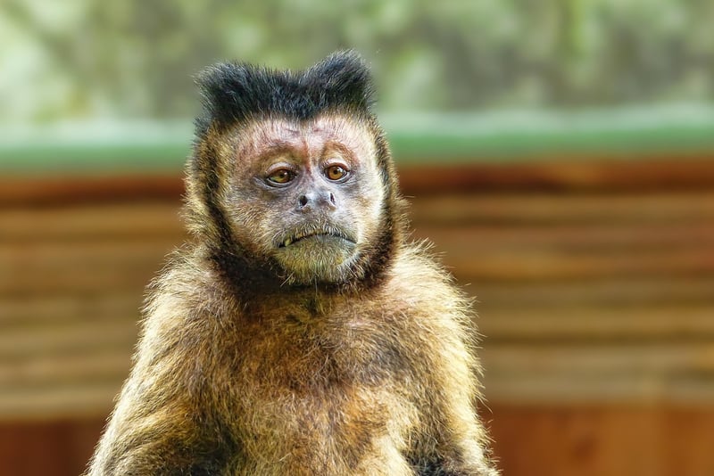Planet of the Apes